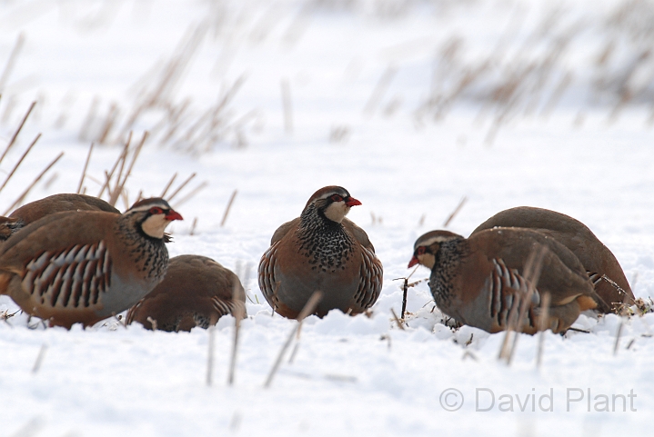 Red-legged partridges - B.jpg - Red-legged partridges in the snow - Gloucestershire